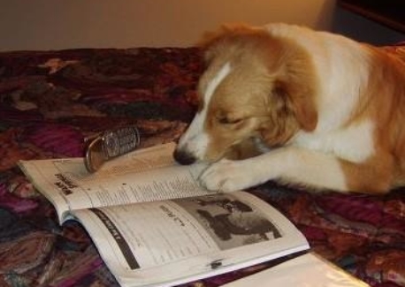 Rose therapy dog and READ Dog