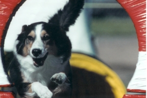 https://caninetrainingadventures.com/wp-content/uploads/2018/10/Sadie-tire-300x200.jpg
