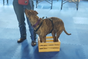 https://caninetrainingadventures.com/wp-content/uploads/2019/11/DP-Gracie-in-300x200.jpg