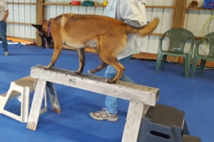 https://caninetrainingadventures.com/wp-content/uploads/2019/11/DP-bal-e1573514799997-300x200.jpg