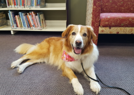 https://caninetrainingadventures.com/wp-content/uploads/2019/12/Rose-at-Lib-e1613764511848-458x325.jpg