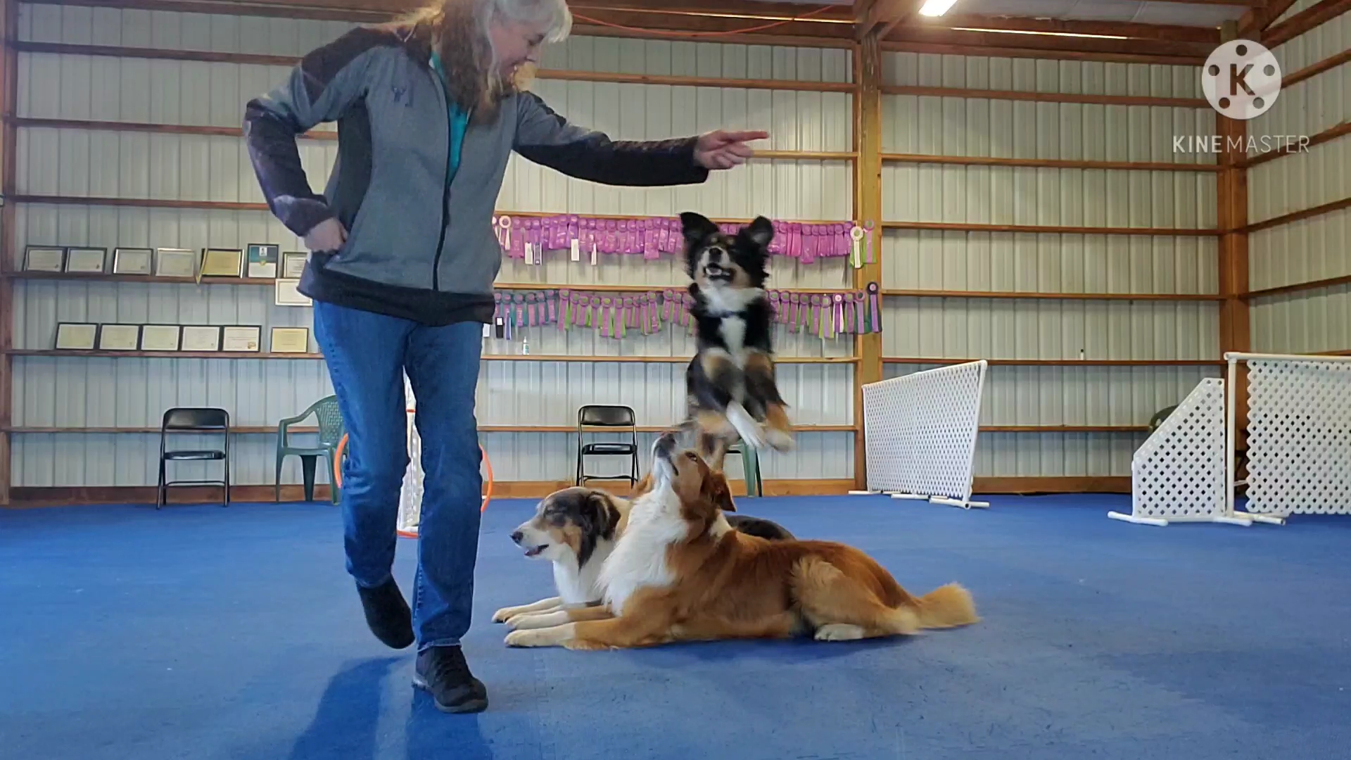 Dog Training