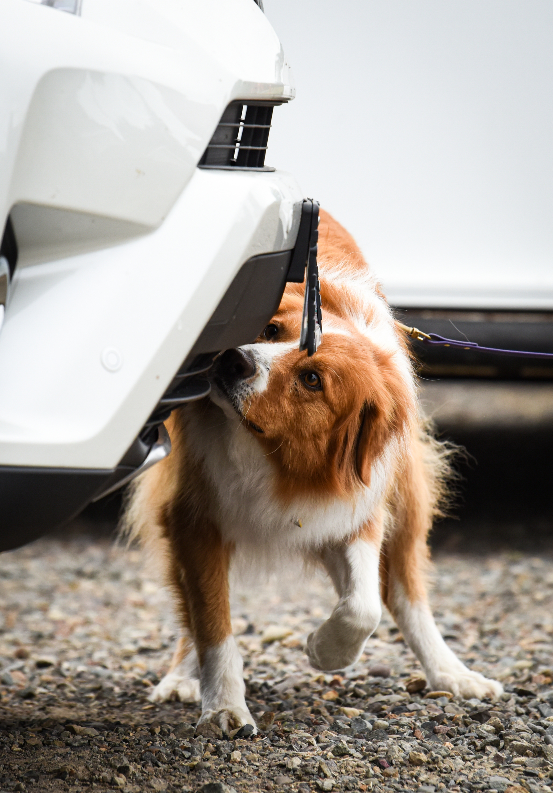 Jun 4, Intro to Canine Nosework