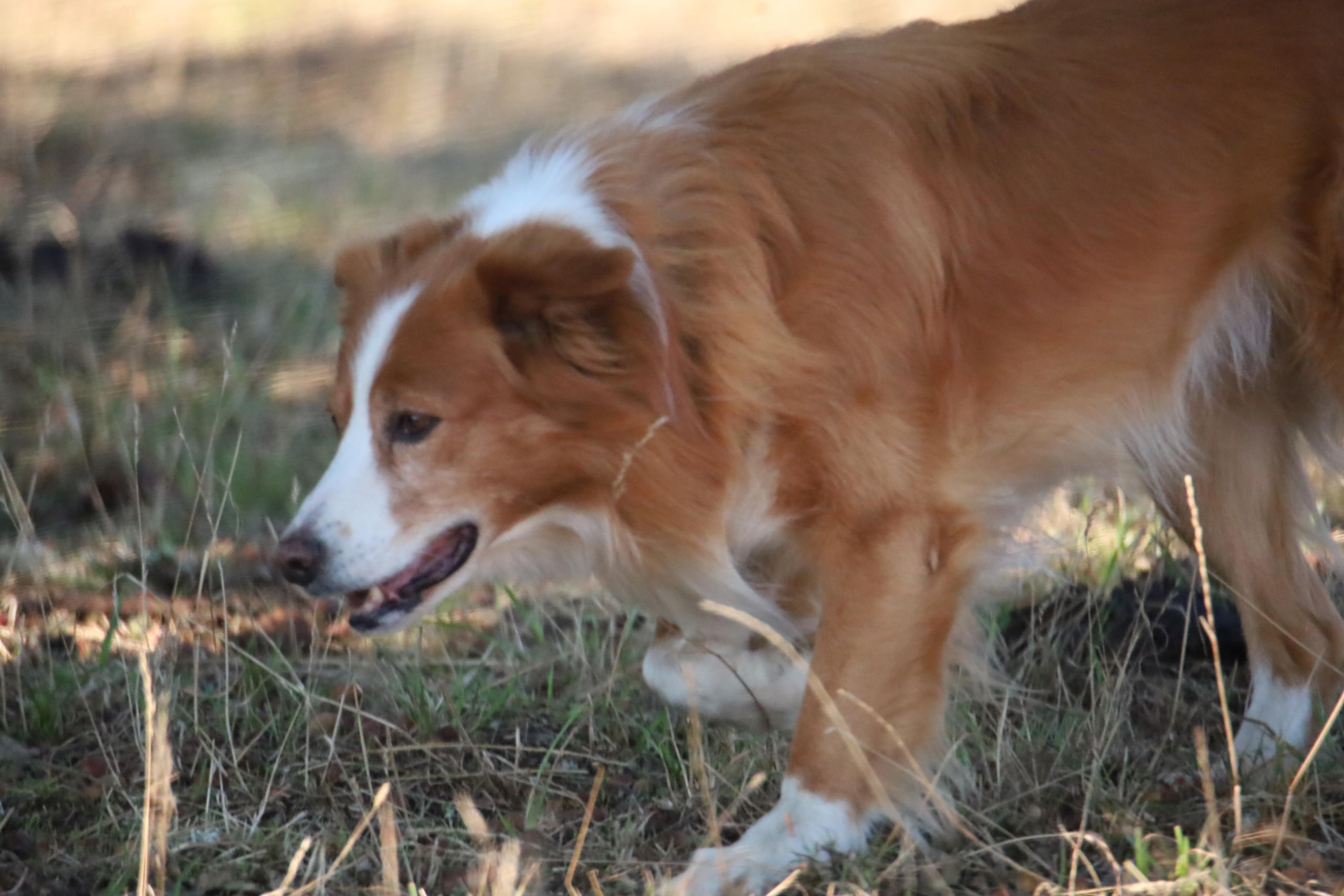 Unleash your dog's inner detective: Enroll in a nose-work class! – Sunriver  Area Chamber of Commerce