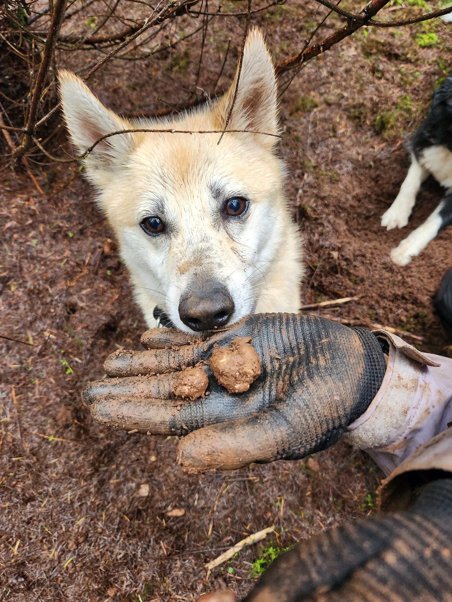 Truffle Hunting