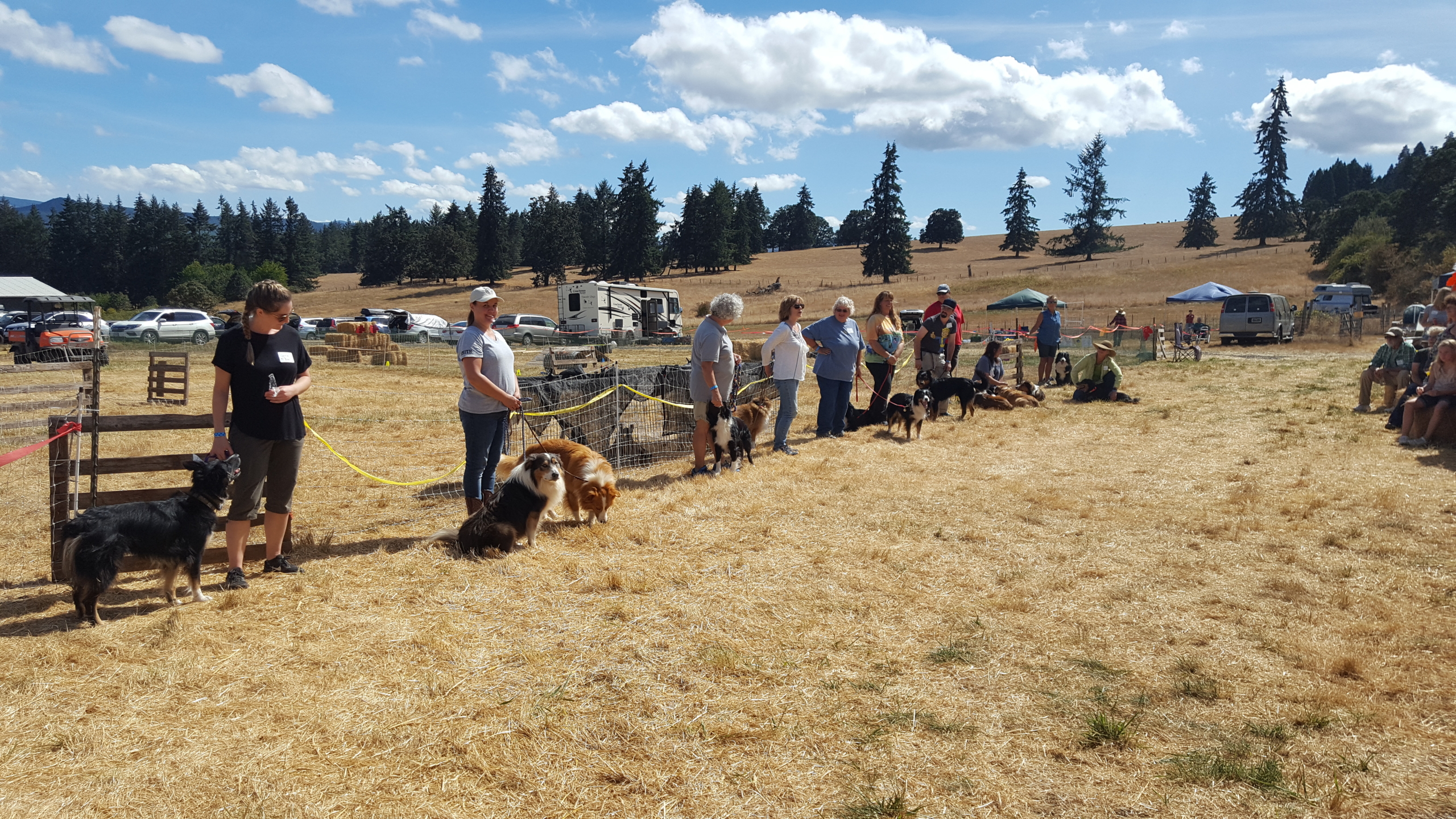 English Shepherd Gathering