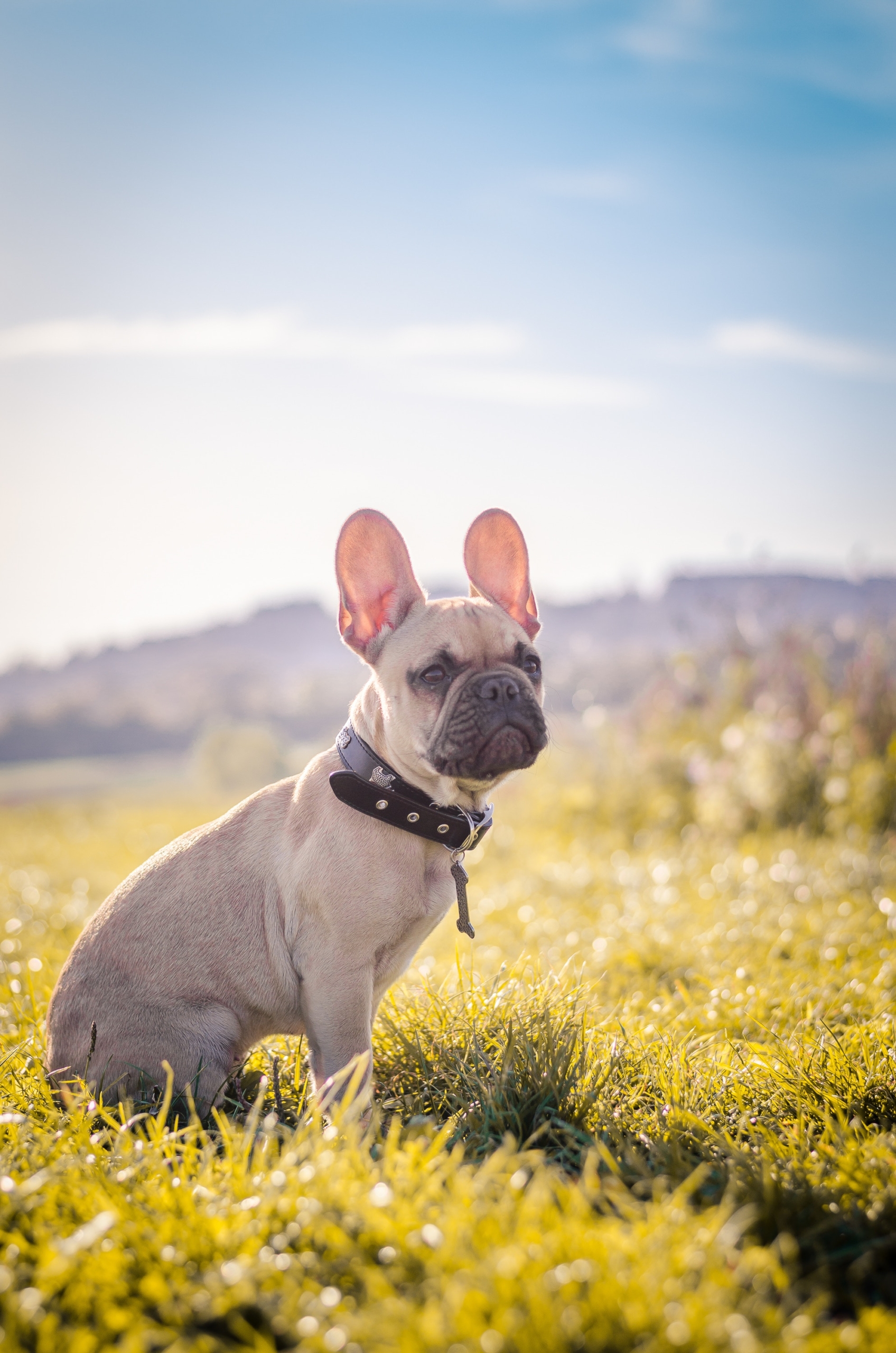 Dog training benefits