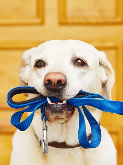 Canine Good Citizen