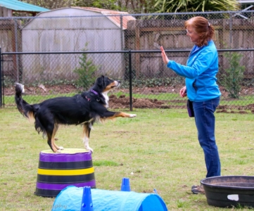 Circus Dog