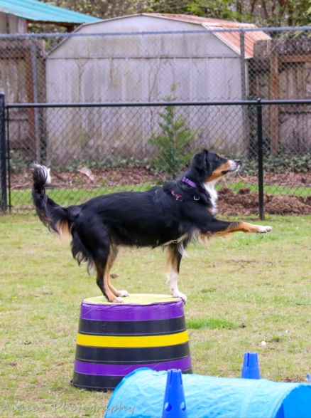 Circus Dog