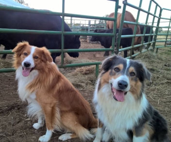 Farm Dog helpers