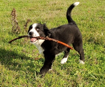Puppy Play