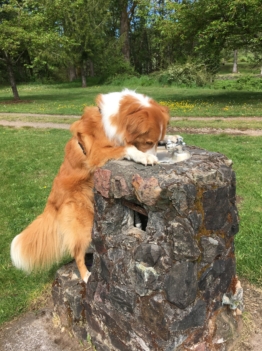 Nose work