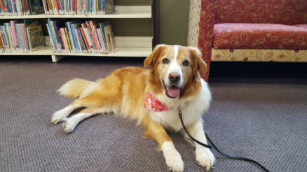 Therapy Dog
