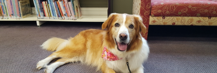 Group Classes - Canine Training Adventures