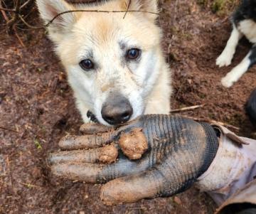 Truffle Hunting