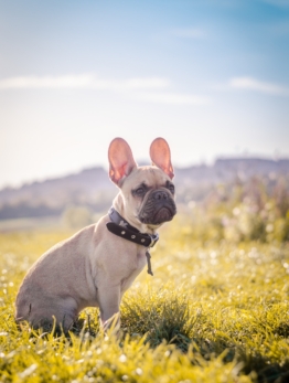 Dog training benefits