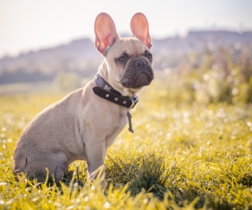 Dog training benefits