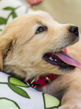 Puppies