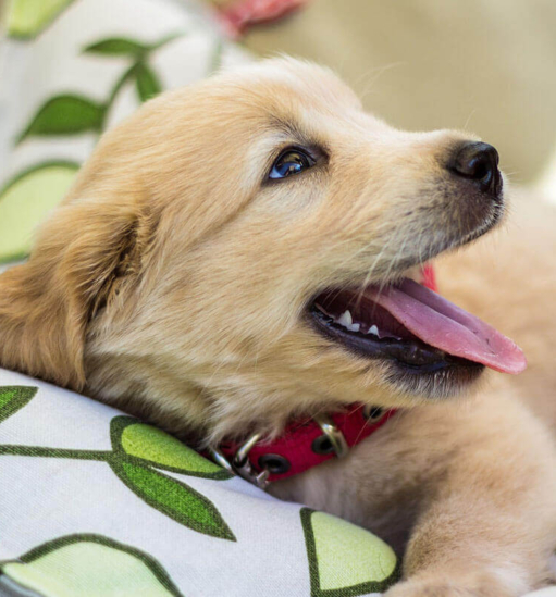 Puppies