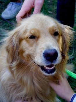 Canine Good Citizen