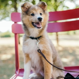 Puppy sit