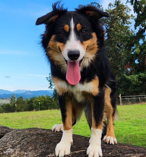 Dog training